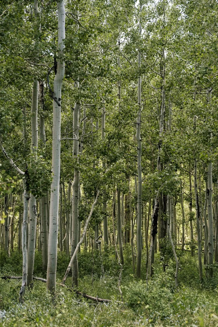 Environmental sustainability
